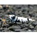 画像3: Black ECLIPSE Shrimp(ブラックエクリプス）　即戦力♀+若♀の２匹　＜ミドルグレード＞ (3)