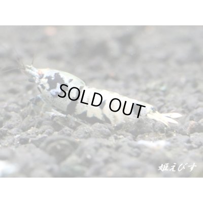 画像2: Black ECLIPSE Shrimp(ブラックエクリプス）　即戦力♀+若♀の２匹　＜ミドルグレード＞