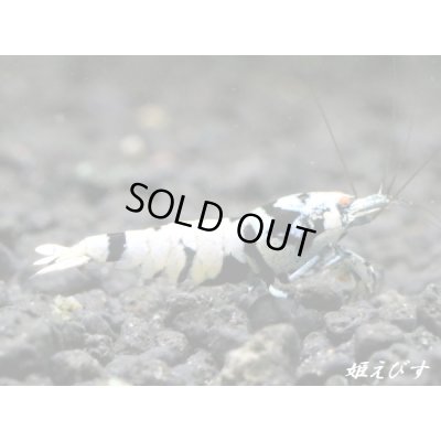 画像4: Black ECLIPSE Shrimp(ブラックエクリプス）　即戦力♀+若♀の２匹　＜ミドルグレード＞