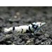 画像4: Black ECLIPSE Shrimp(ブラックエクリプス）　即戦力♀+若♀の２匹　＜ミドルグレード＞ (4)