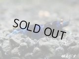 強ブルーBlack ECLIPSE Shrimp(ブラックエクリプス）　即戦力ペア＝２匹　