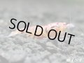 Red ECLIPSE Shrimp(レッドエクリプス）　エントリーグレード抱卵ペア＝２匹　