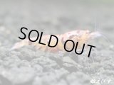 Red ECLIPSE Shrimp(レッドエクリプス）　エントリーグレード抱卵ペア＝２匹　