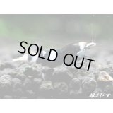 Black ECLIPSE Shrimp(ブラックエクリプス）　エントリーグレード抱卵ペア＝２匹　