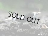 Black ECLIPSE Shrimp(ブラックエクリプス）　エントリーグレード抱卵ペア＝２匹　