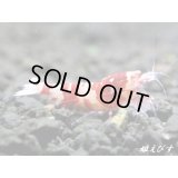 Red ECLIPSE Shrimp(レッドエクリプス）　エントリーグレード抱卵ペア＝２匹　（その弐）