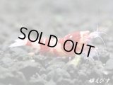 Red ECLIPSE Shrimp(レッドエクリプス）　エントリーグレード抱卵ペア＝２匹　（その弐）