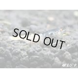 Black ECLIPSE Shrimp(ブラックエクリプス）　エントリーグレード抱卵ペア＝２匹＜その弐＞　