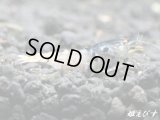 Black ECLIPSE Shrimp(ブラックエクリプス）　エントリーグレード抱卵ペア＝２匹＜その弐＞　