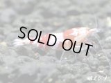Red ECLIPSE Shrimp(レッドエクリプス）　エントリーグレード抱卵ペア＝２匹　＜その参＞