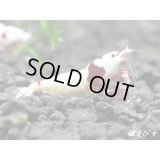 レッドビーシュリンプ【緋桜：Akezakura】　抱卵ペア＝２匹＜極上赤脚の種親クラスです！！＞