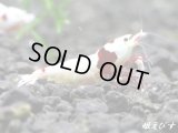 レッドビーシュリンプ【緋桜：Akezakura】　抱卵ペア＝２匹＜極上赤脚の種親クラスです！！＞