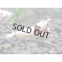 レッドビーシュリンプ【緋桜：Akezakura】　抱卵ペア＝２匹＜極上赤脚の種親クラスです！！＞