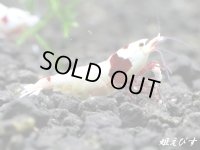 レッドビーシュリンプ【緋桜：Akezakura】　抱卵ペア＝２匹＜極上赤脚の種親クラスです！！＞