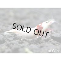 レッドビーシュリンプ【紅帥：Kousui】　ハイグレード抱卵ペア＝２匹
