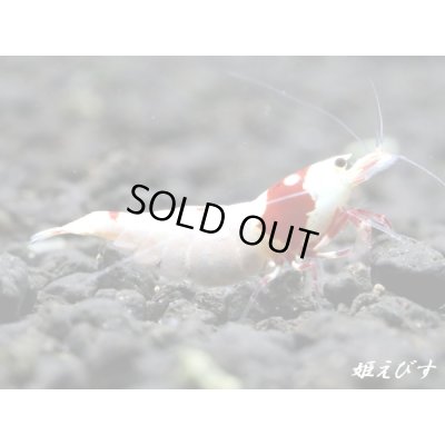 画像1: レッドビーシュリンプ【紅帥：Kousui】　ハイグレード抱卵ペア＝２匹
