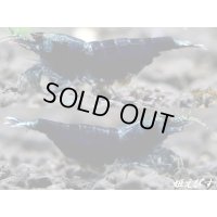 サムライブルー　抱卵含むトリオ＝３匹　＜ハイグレード個体をチョイス＞