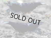 サムライブルー　抱卵含むトリオ＝３匹　＜ハイグレード個体をチョイス＞