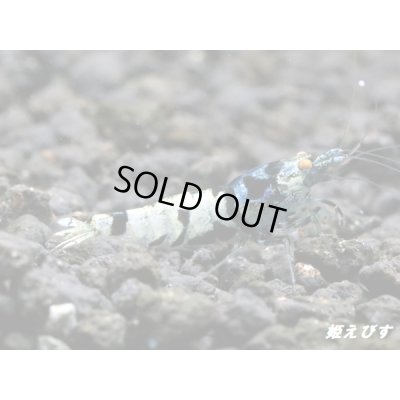 画像4: Black ECLIPSE Shrimp(ブラックエクリプス）　ハイグレードペア＝２匹　＜認証ステッカー付き！＞