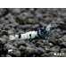 画像4: Black ECLIPSE Shrimp(ブラックエクリプス）　ハイグレードペア＝２匹　＜認証ステッカー付き！＞ (4)