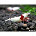 レッドビーシュリンプ【緋桜：Akezakura】　抱卵モスラペア＝２匹＜極上赤脚の種親クラスです！！＞