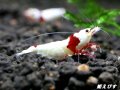 レッドビーシュリンプ【緋桜：Akezakura】　抱卵モスラペア＝２匹＜極上赤脚の種親クラスです！！＞