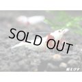 レッドビーシュリンプ【緋桜：Akezakura】　抱卵モスラペア＝２匹＜極上赤脚の種親クラスです！！＞