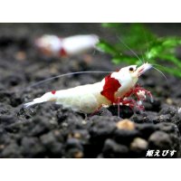 レッドビーシュリンプ【緋桜：Akezakura】　抱卵モスラペア＝２匹＜極上赤脚の種親クラスです！！＞
