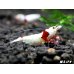画像1: レッドビーシュリンプ【緋桜：Akezakura】　抱卵モスラペア＝２匹＜極上赤脚の種親クラスです！！＞ (1)