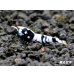 画像4: ＜最先端＞BLACK ECLIPSE-Rays（レイズ）抱卵ペア＝２匹＜認証ステッカー付き！＞