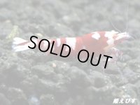 Red ECLIPSE Shrimp(レッドエクリプス）　抱卵ペア＝２匹　（ミドルグレード）＜認証ステッカー付き＞