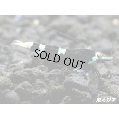画像4: Black ECLIPSE Shrimp(ブラックエクリプス）　エントリーグレード抱卵ペア＝２匹＜認証ステッカー付き＞