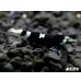 画像4: Black ECLIPSE Shrimp(ブラックエクリプス）　エントリーグレード抱卵ペア＝２匹＜認証ステッカー付き＞ (4)