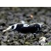 画像1: ＜最先端＞BLACK ECLIPSE-Rays（レイズ）抱卵ペア＝２匹＜認証ステッカー付き！＞ (1)