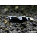画像2: ＜最先端＞BLACK ECLIPSE-Rays（レイズ）抱卵ペア＝２匹＜認証ステッカー付き！＞ (2)