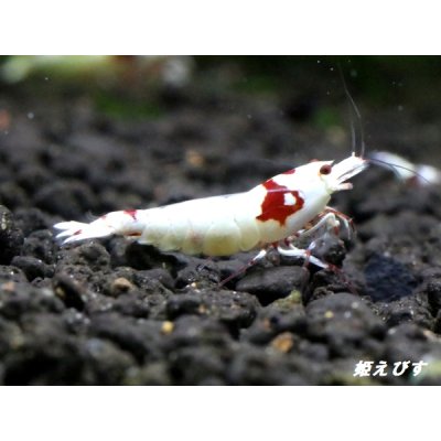 画像4: レッドビーシュリンプ【緋桜：Akezakura】　抱卵モスラペア＝２匹＜極上赤脚の種親クラスです！！＞
