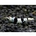 画像2: Black ECLIPSE Shrimp(ブラックエクリプス）　エントリーグレード抱卵ペア＝２匹＜認証ステッカー付き＞ (2)