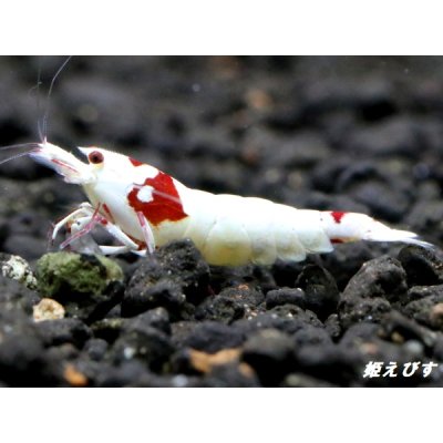 画像3: レッドビーシュリンプ【緋桜：Akezakura】　抱卵モスラペア＝２匹＜極上赤脚の種親クラスです！！＞