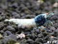 ECLIPSE turquoise(エクリプスターコイズ）　抱卵ペア＝２匹　＜認証ステッカー付き＞