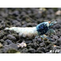 ECLIPSE turquoise(エクリプスターコイズ）　抱卵ペア＝２匹　＜認証ステッカー付き＞
