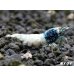 画像1: ＜価格変動中！38800→33333円＞ECLIPSE turquoise(エクリプスターコイズ）　抱卵ペア＝２匹　＜認証ステッカー付き＞ (1)