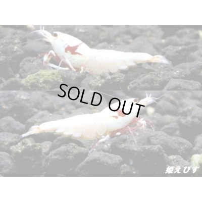 画像2: レッドビーシュリンプ【モスラ血統】　抱卵含むトリオ＝３匹　（モスラ出現確率80％以上の血統です）