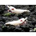画像2: レッドビーシュリンプ【モスラ血統】　抱卵含むトリオ＝３匹　（モスラ出現確率80％以上の血統です） (2)