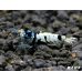 画像3: Black ECLIPSE Shrimp(ブラックエクリプス）　ハイグレードペア＝２匹　＜認証ステッカー付き！＞ (3)