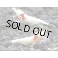 レッドビーシュリンプ【モスラ血統】　抱卵含むトリオ＝３匹　（モスラ出現確率80％以上の血統です）