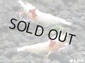レッドビーシュリンプ【モスラ血統】　抱卵含むトリオ＝３匹　（モスラ出現確率80％以上の血統です）