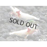 レッドビーシュリンプ【モスラ血統】　抱卵含むトリオ＝３匹　（モスラ出現確率80％以上の血統です）