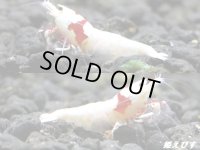 レッドビーシュリンプ【モスラ血統】　抱卵含むトリオ＝３匹　（モスラ出現確率80％以上の血統です）