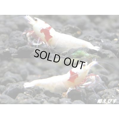 画像1: レッドビーシュリンプ【モスラ血統】　抱卵含むトリオ＝３匹　（モスラ出現確率80％以上の血統です）