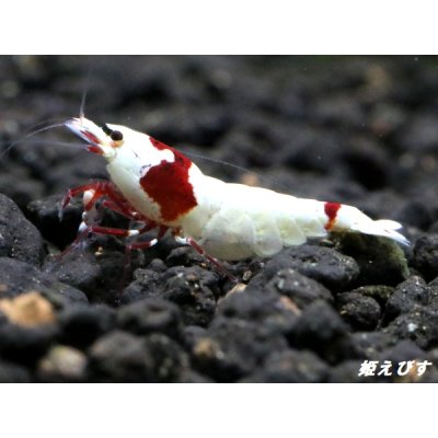 画像2: レッドビーシュリンプ【緋桜：Akezakura】　抱卵モスラペア＝２匹＜極上赤脚の種親クラスです！！＞